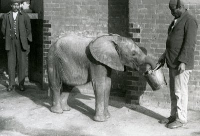 Jeune éléphant africain Kiberenge nourri par Darisha tandis que Syed Ali regarde en arrière-plan, Zoo de Londres, septembre 1923 - Frederick William Bond